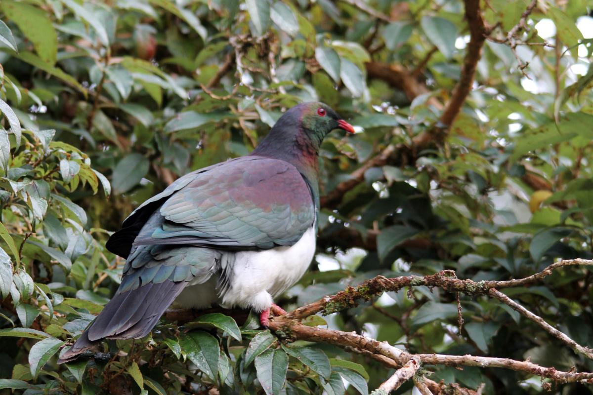 New Zealand Pigeon (Hemiphaga novaeseelandiae)